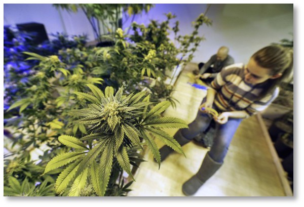 tagging-marijuana-plants