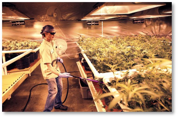 watering-marijuana-plants