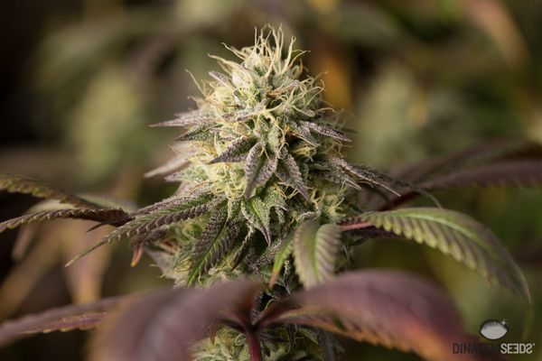 Сорт Remo Chemo Dinafem Seeds