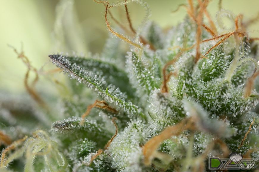 Сорт марихуаны Remo Chemo Dinafem Seeds