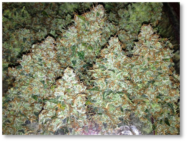 autoblueberry-robwars-2