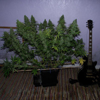 taiga-2-dutch-passion-grow