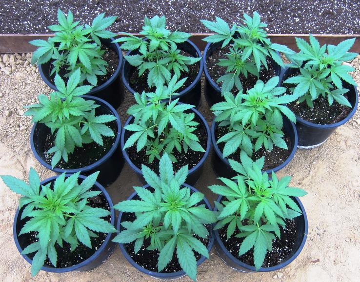 think-different-dutch-passion-01