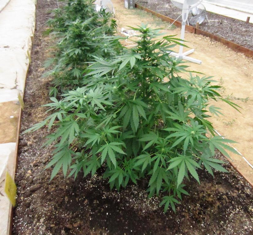 think-different-dutch-passion-03