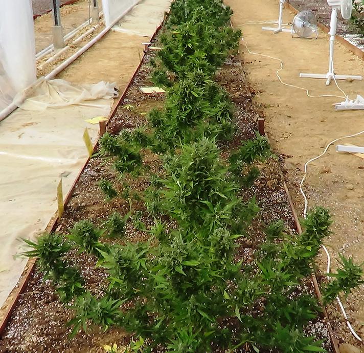 think-different-dutch-passion-05