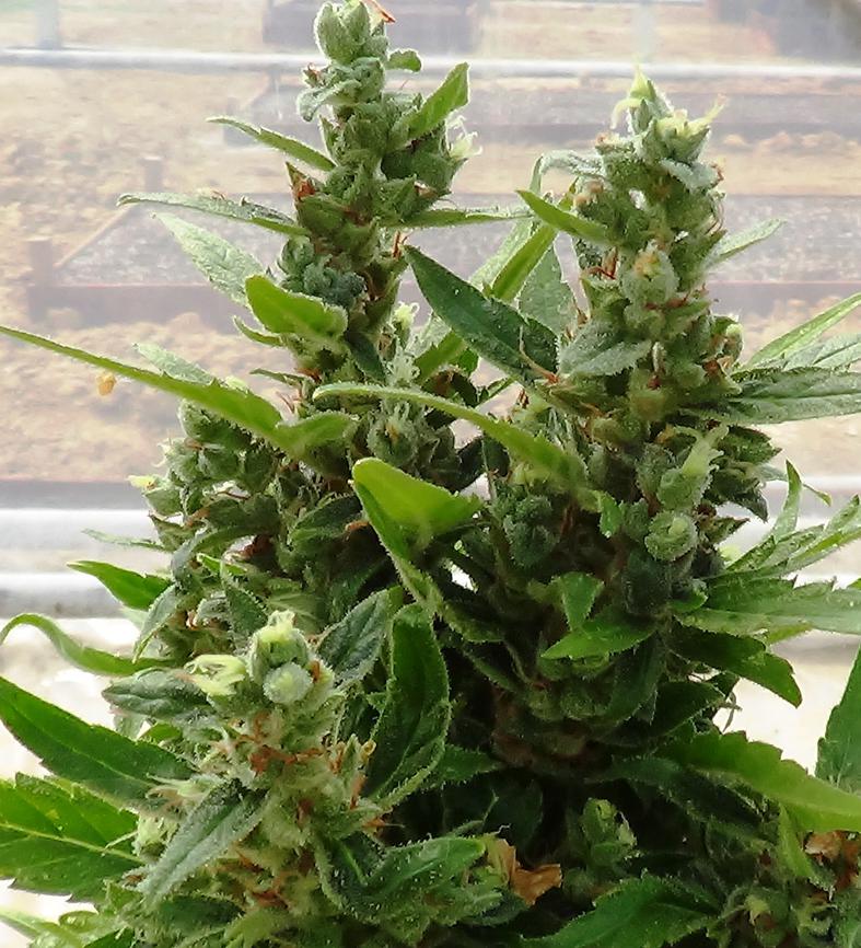 think-different-dutch-passion-08