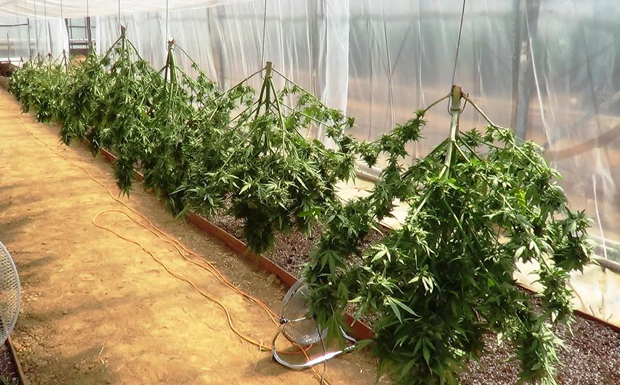 think-different-dutch-passion-09