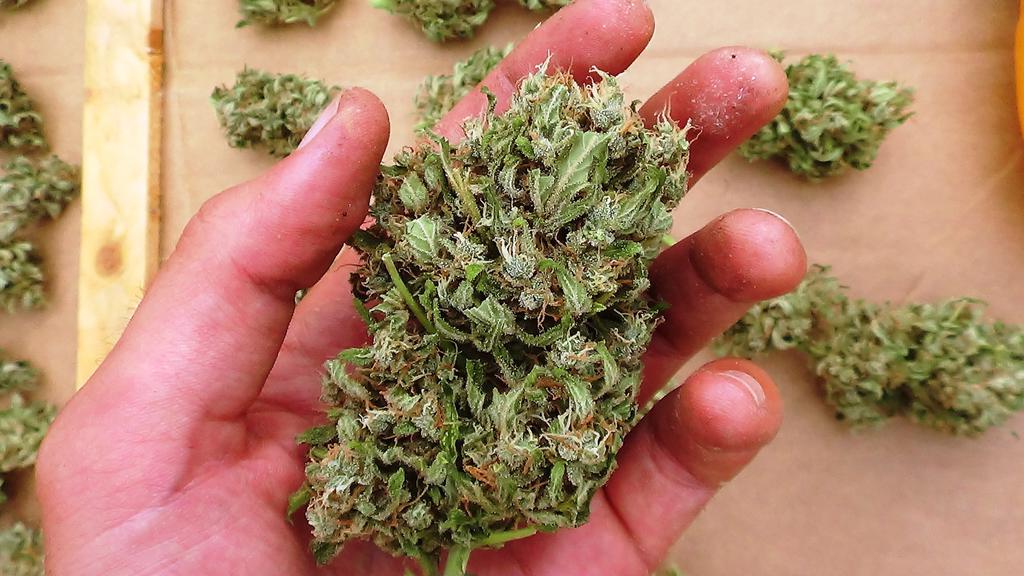 think-different-dutch-passion-11