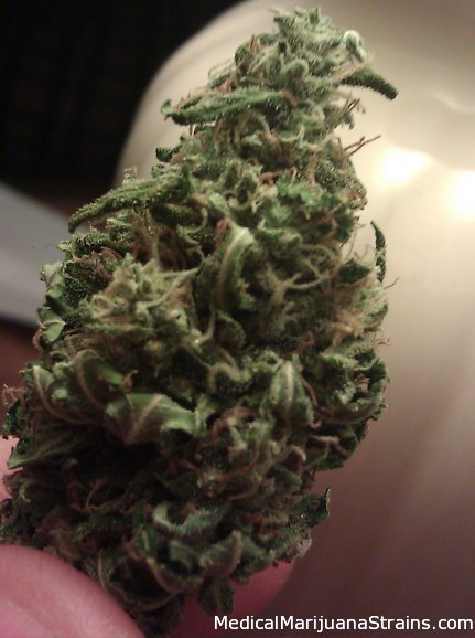 belladonna-bud-close-up