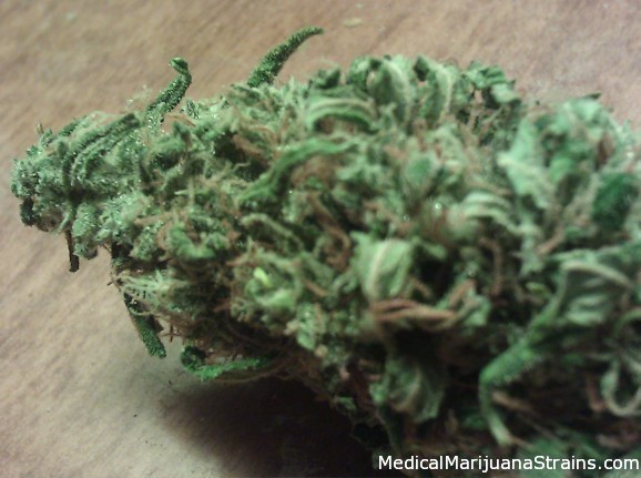 belladonna-trimmed-bud