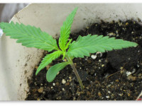 Латвия: История дня. Как в Латвии незаметно перестали сажать за курение марихуаны