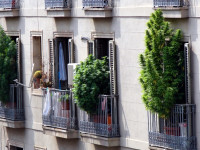 Что происходит с коноплёй в Испании?