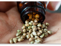 Семена марихуаны