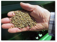 Таможня США арестовала еще одну партию семян технической конопли