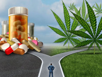 Легализация медкона снижает смертность от наркотиков - миф или факт?