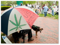 65% жителей столицы США готовы проголосовать за легализацию марихуаны в ноябре