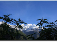 Третьим штатом, легализовавшим марихуану, вероятно, станет Аляска