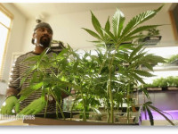 В США дали добро на исследование медицинской марихуаны