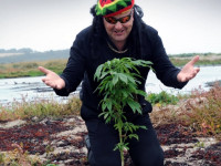 Канадские производители конопли завоёвывают мировой рынок