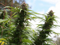 7 советов гроверам, заботящимся об экологии