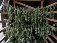 Дания: Тепличное хозяйство площадью 4 Га будет выращивать марихуану