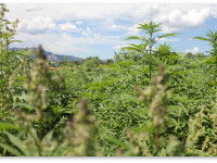 Сможет ли конопля спасти человечество от глобального потепления?