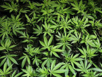 Как выбрать удобрение для клонов?