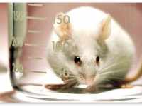 Аналоги веществ марихуаны облегчают симптомы аутизма и синдрома ломкой Х-хромосомы