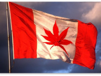 Канада: Коллегия семейных врачей выпустила руководство по назначению медицинской марихуаны