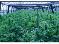 США: Индейцы из Калифорнии вложат 10 миллионов долларов в культивацию марихуаны