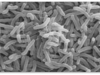 Конопля как лекарство от проказы