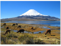 В Чили будут культивировать марихуану для медицинских исследований