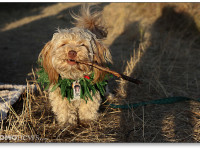 NBC News: Не давайте собаке лакать воду из бонга