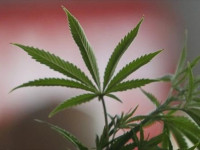 Сколько стран легализовали марихуану?