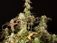 Remo Chemo: крышесносибельная мощь