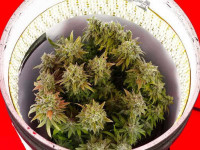 Space Buckets: Микрогров внутри ведра