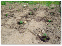 Конопля легализована только в двух штатах США, но мексиканские картели уже ощутили это