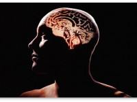 Память у планокуров не ухудшается со временем Память у планокуров не ухудшается со временем