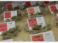 Новое исследование объяснило, как вещество в марихуане останавливает рост рака