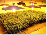 Как канадская полиция и СМИ сочиняют мифы о конопляных гроверах