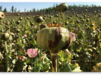 ООН: Производство опиума в Афганистане может резко вырасти