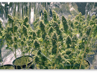 Аризона: Пользователи соцсетей отстояли программу медицинской марихуаны