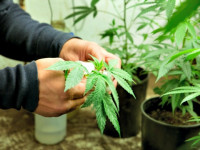 Является ли марихуана эффективным средством для лечения симптомов артрита?