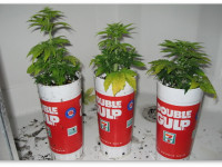 Недостатки выращивания автоцветущих сортов конопли