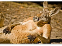 Австралия готовится легализовать выращивание медицинской марихуаны