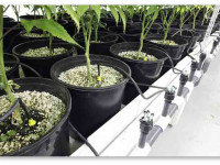 Краткий курс гидропоники для начинающих