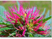 Французские ученые нашли способ нейтрализовать хай от марихуаны?