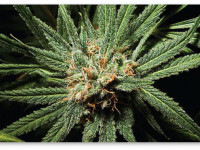 Почему Blue Dream стал бестселлером легальных продаж в США в 2015?