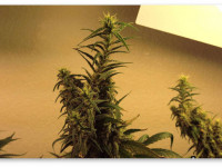 "Лисьи хвосты" на шишках: Отчего они возникают? Хорошо это или плохо?