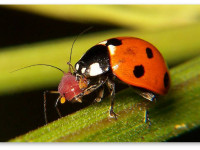 Божьи коровки против паутинного клеща